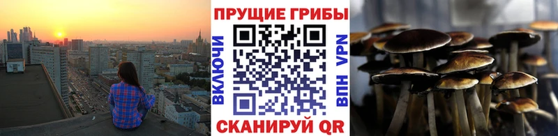 Псилоцибиновые грибы Psilocybe  кракен как войти  Волгореченск 